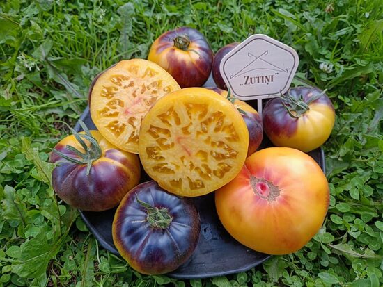 Pēcpusdienas baudījums (tulk. Afternoon delight) (10 tomātu sēklas) (sel.Brad Gates)